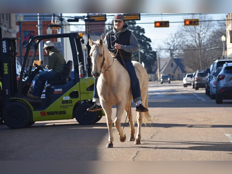 Quarter horse américain Hongre 8 Ans 152 cm Palomino in Sulphur Springs