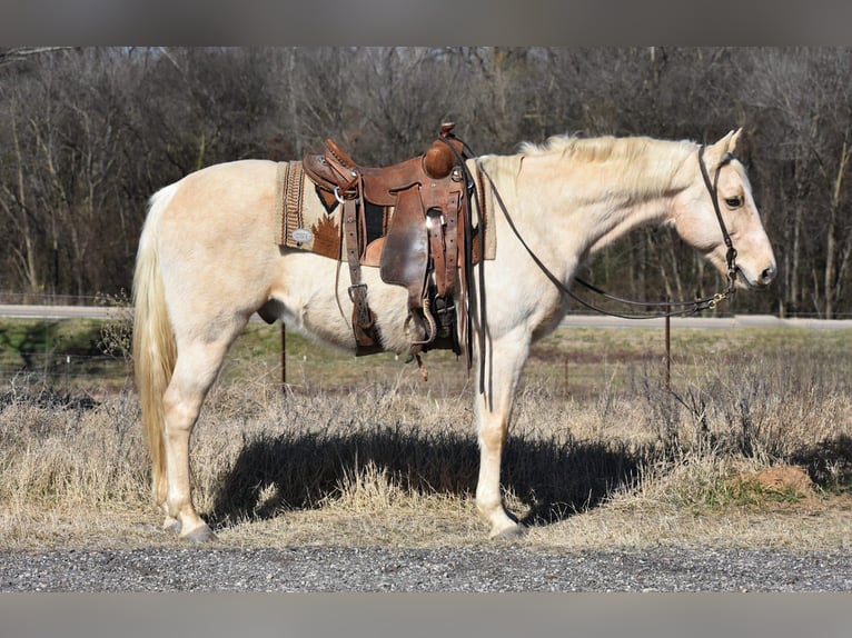 Quarter horse américain Hongre 8 Ans 152 cm Palomino in Sulphur Springs