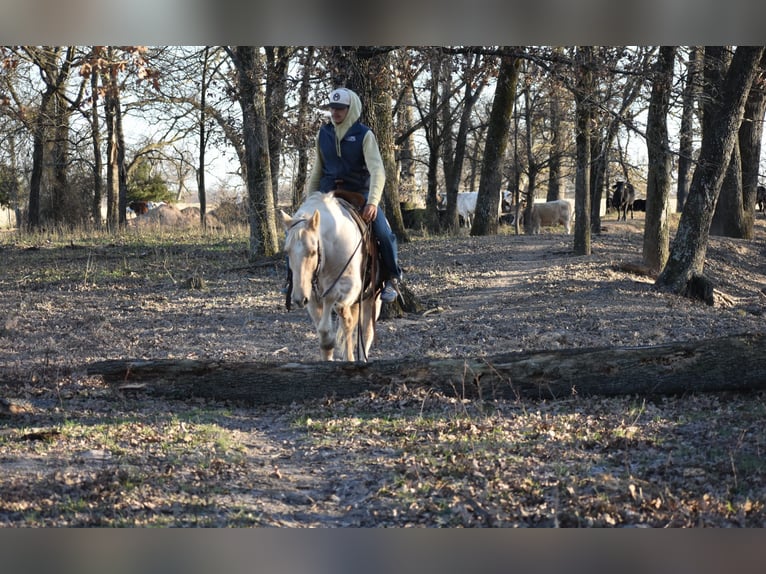 Quarter horse américain Hongre 8 Ans 152 cm Palomino in Sulphur Springs