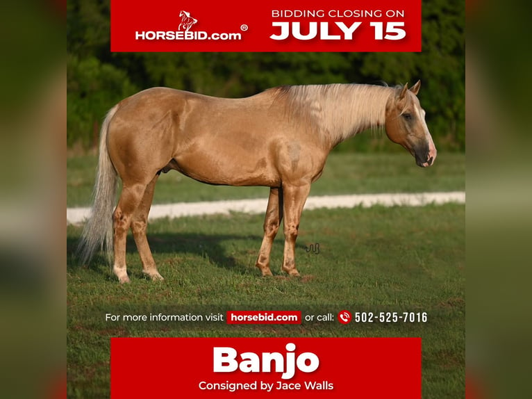 Quarter horse américain Hongre 8 Ans 152 cm Palomino in Waco, TX