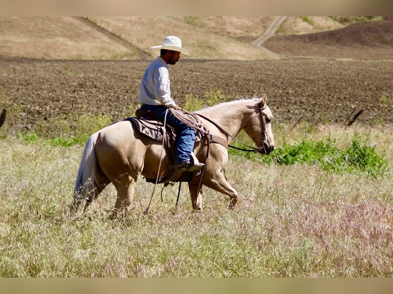Quarter horse américain Hongre 8 Ans 152 cm Palomino in Tres Pinos