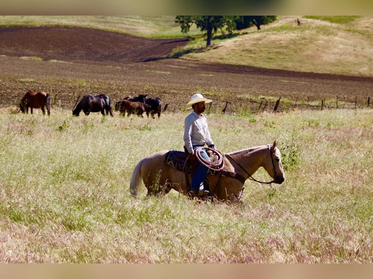 Quarter horse américain Hongre 8 Ans 152 cm Palomino in Tres Pinos