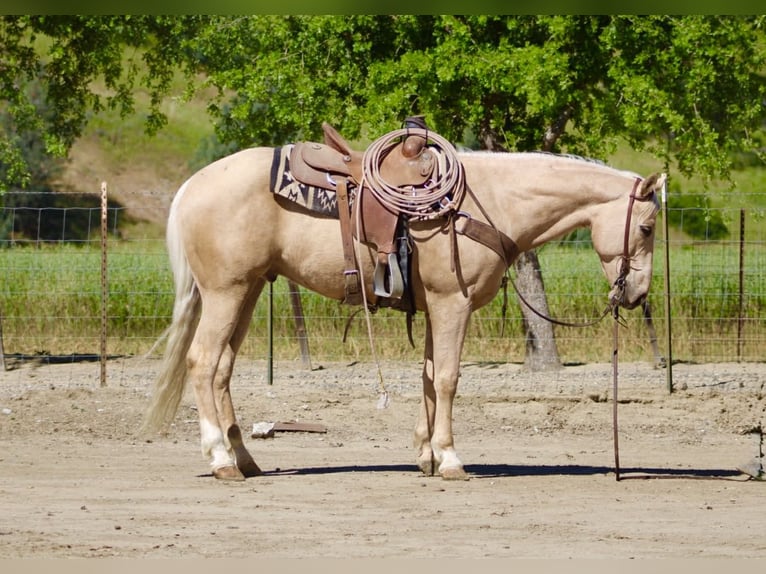 Quarter horse américain Hongre 8 Ans 152 cm Palomino in Tres Pinos