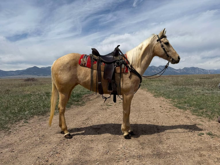 Quarter horse américain Hongre 8 Ans 152 cm Palomino in Arvada CO