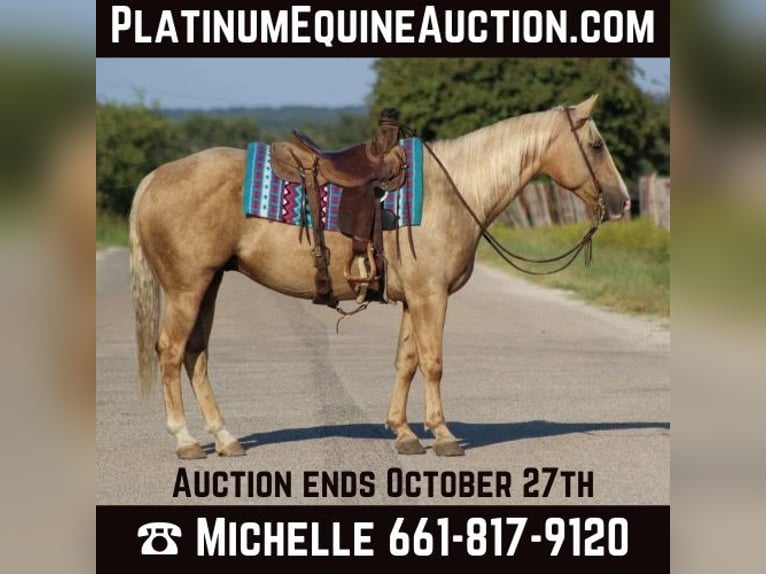 Quarter horse américain Hongre 8 Ans 152 cm Palomino in Stephenvillle TX