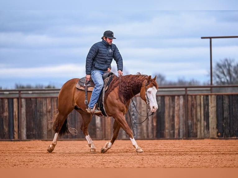 Quarter horse américain Hongre 8 Ans 152 cm in Waco, TX