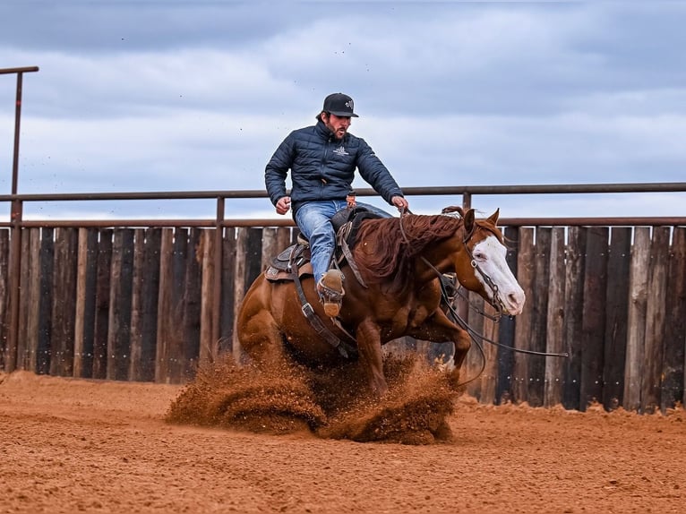 Quarter horse américain Hongre 8 Ans 152 cm in Waco, TX