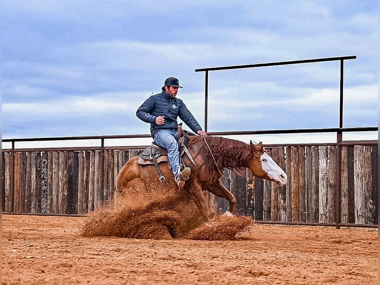 Quarter horse américain Hongre 8 Ans 152 cm in Waco, TX