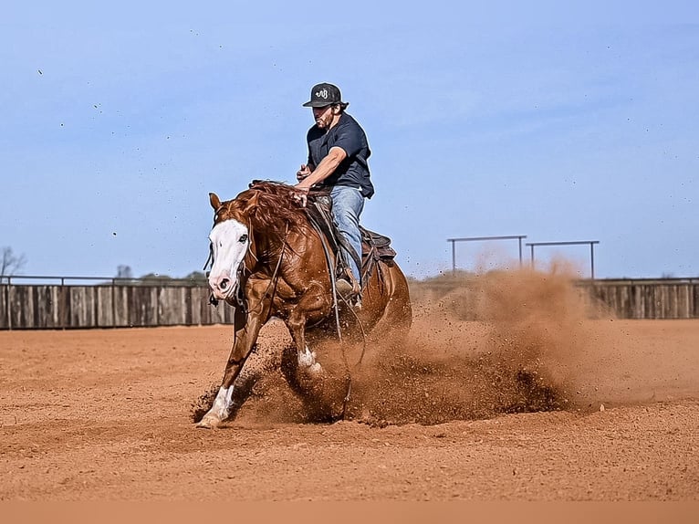 Quarter horse américain Hongre 8 Ans 152 cm in Waco, TX
