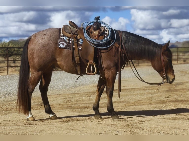 Quarter horse américain Hongre 8 Ans 152 cm Roan-Bay in Congress