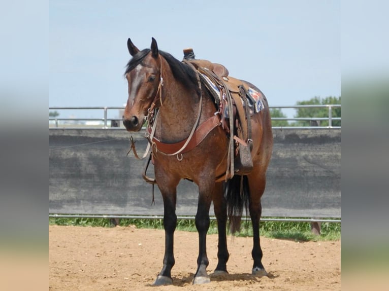 Quarter horse américain Hongre 8 Ans 152 cm Roan-Bay in LAMOTTE ia