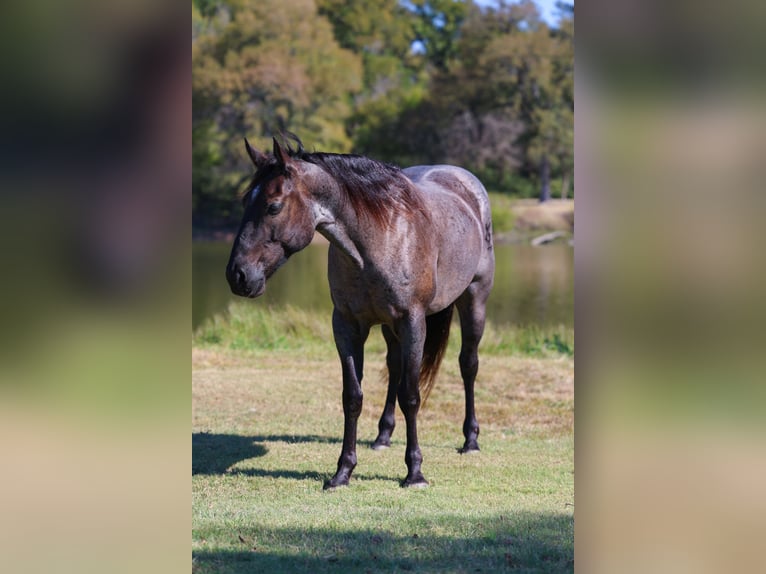 Quarter horse américain Hongre 8 Ans 152 cm Rouan Bleu in Forney
