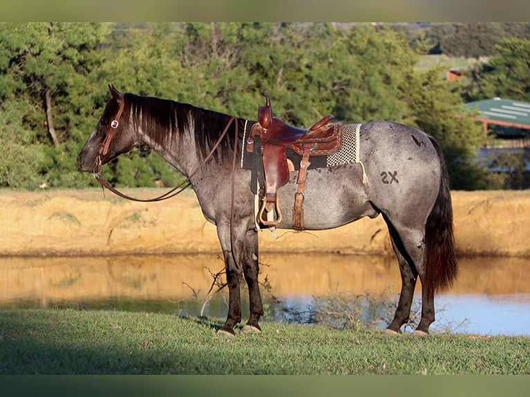 Quarter horse américain Hongre 8 Ans 152 cm Rouan Bleu in Cleburne. TX