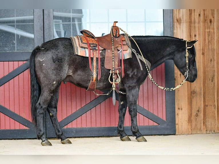 Quarter horse américain Hongre 8 Ans 152 cm Rouan Bleu in Rebersburg