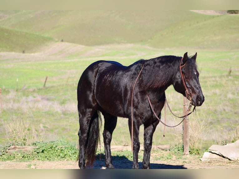 Quarter horse américain Hongre 8 Ans 152 cm Rouan Bleu in Bitterwater CA