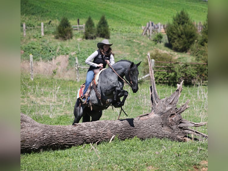 Quarter horse américain Hongre 8 Ans 152 cm Rouan Bleu in Mount Vernon, KY