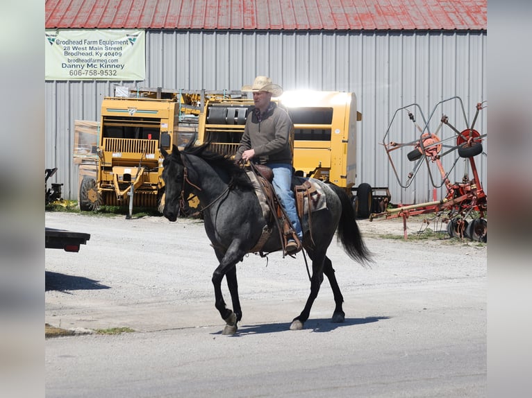 Quarter horse américain Hongre 8 Ans 152 cm Rouan Bleu in Mount Vernon, KY