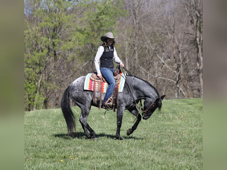 Quarter horse américain Hongre 8 Ans 152 cm Rouan Bleu in Mount Vernon, KY