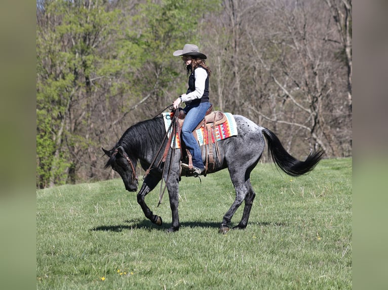 Quarter horse américain Hongre 8 Ans 152 cm Rouan Bleu in Mount Vernon, KY