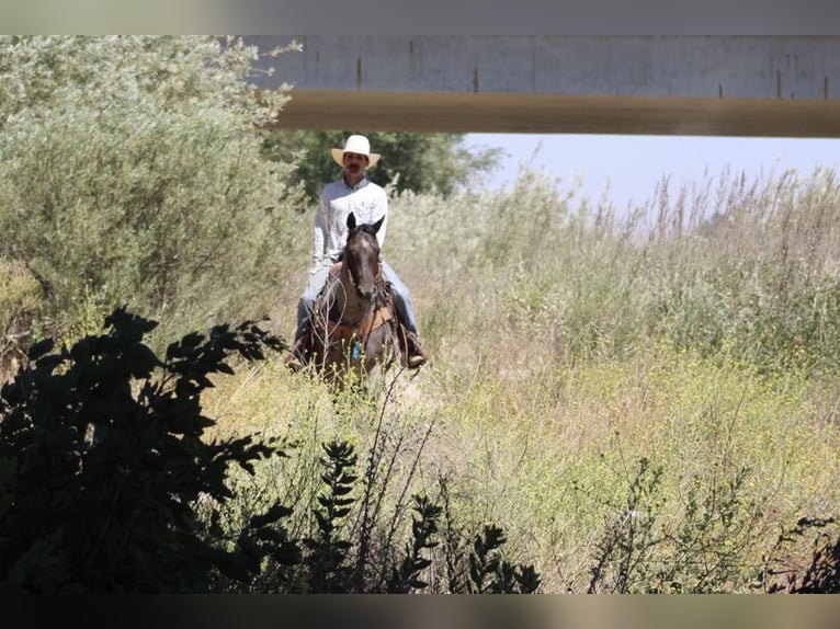 Quarter horse américain Hongre 8 Ans 152 cm Rouan Bleu in Paicines CA