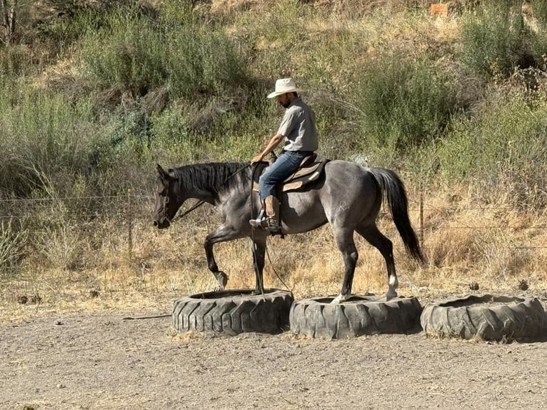 Quarter horse américain Hongre 8 Ans 152 cm Rouan Bleu in Paicines CA