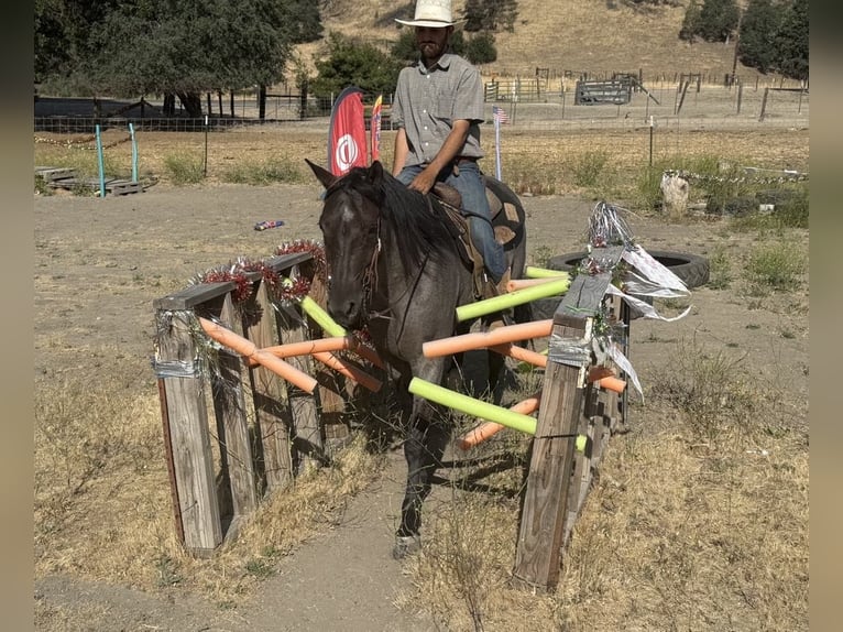Quarter horse américain Hongre 8 Ans 152 cm Rouan Bleu in Paicines CA