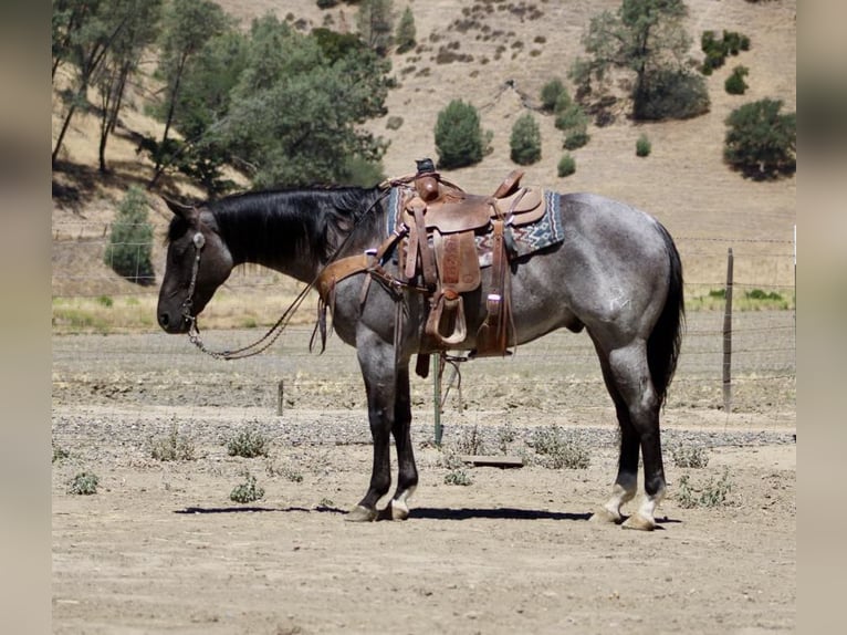 Quarter horse américain Hongre 8 Ans 152 cm Rouan Bleu in Paicines CA