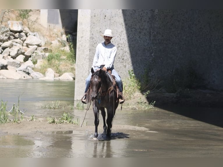 Quarter horse américain Hongre 8 Ans 152 cm Rouan Bleu in Paicines CA