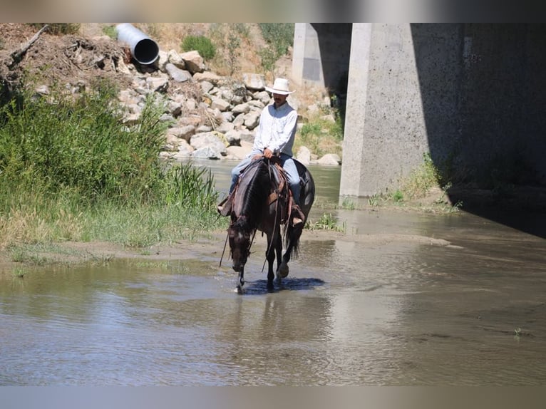 Quarter horse américain Hongre 8 Ans 152 cm Rouan Bleu in Paicines CA