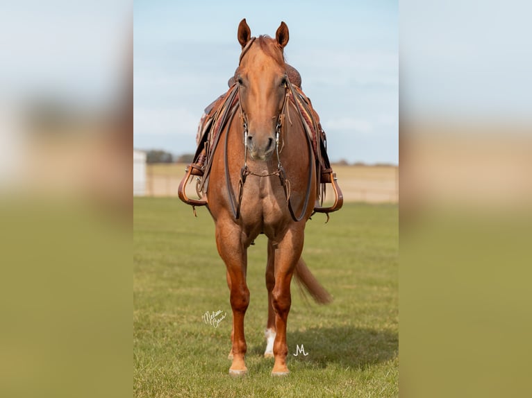 Quarter horse américain Hongre 8 Ans 152 cm Rouan Rouge in River Falls, WI