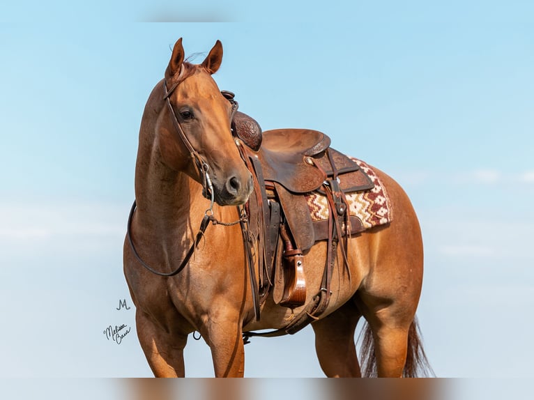 Quarter horse américain Hongre 8 Ans 152 cm Rouan Rouge in River Falls, WI