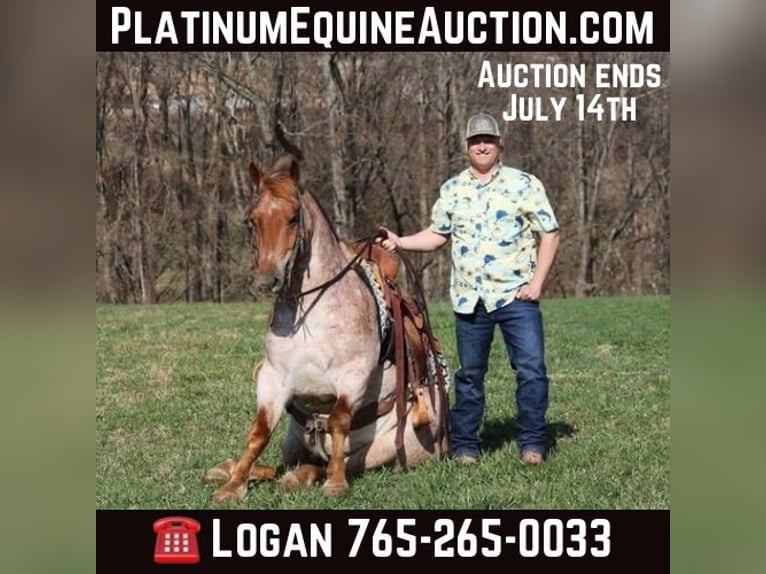 Quarter horse américain Hongre 8 Ans 152 cm Rouan Rouge in Level Green KY