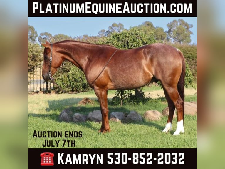 Quarter horse américain Hongre 8 Ans 152 cm Rouan Rouge in Pleasant Grove CA