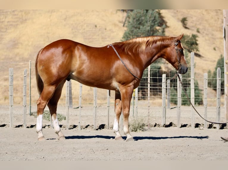 Quarter horse américain Hongre 8 Ans 155 cm Alezan brûlé in Paicines CA