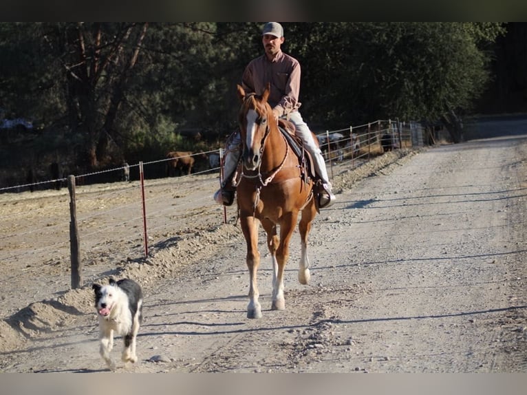 Quarter horse américain Hongre 8 Ans 155 cm Alezan brûlé in Paicines CA