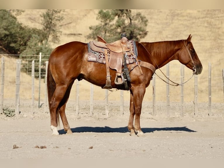 Quarter horse américain Hongre 8 Ans 155 cm Alezan brûlé in Paicines CA