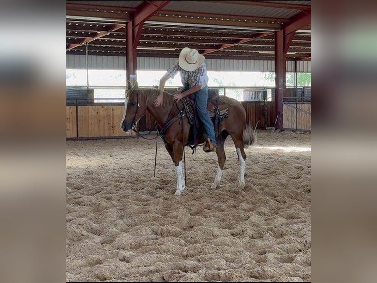 Quarter horse américain Hongre 8 Ans 155 cm Alezan brûlé in Weatherford TX