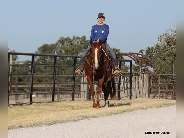 Quarter horse américain Hongre 8 Ans 155 cm Alezan cuivré in Weatherford TX