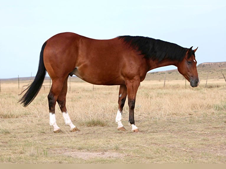 Quarter horse américain Hongre 8 Ans 155 cm Bai cerise in Canyon TX