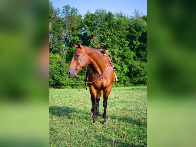 Quarter horse américain Hongre 8 Ans 155 cm Bai cerise in Henderson, KY