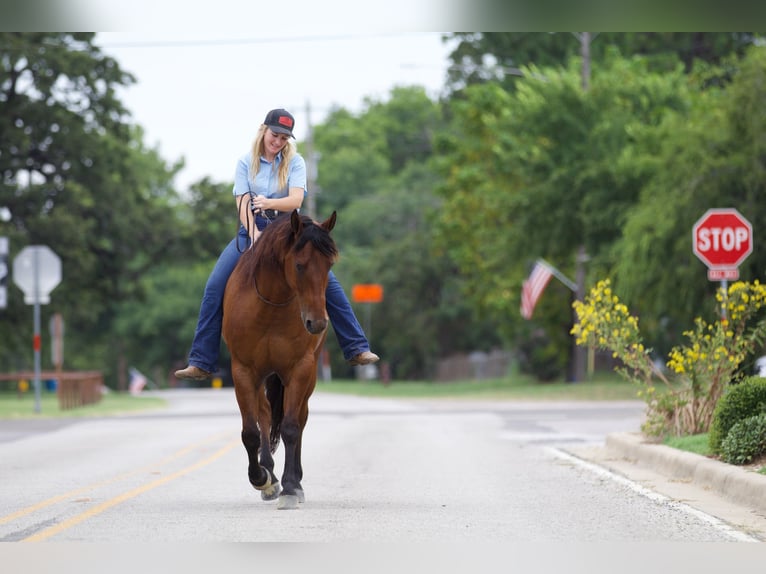 Quarter horse américain Hongre 8 Ans 155 cm Bai cerise in Pilot Point, TX