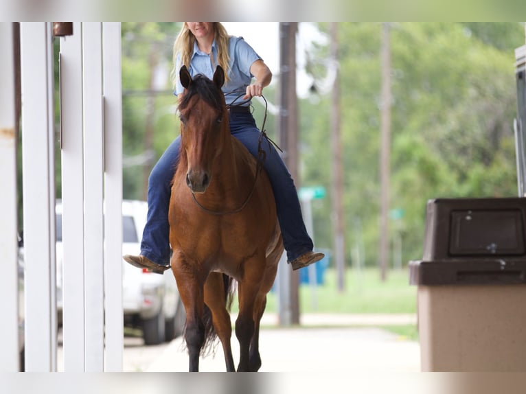 Quarter horse américain Hongre 8 Ans 155 cm Bai cerise in Pilot Point, TX