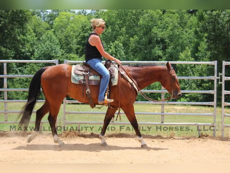 Quarter horse américain Hongre 8 Ans 155 cm Bai cerise in Cherryville NC
