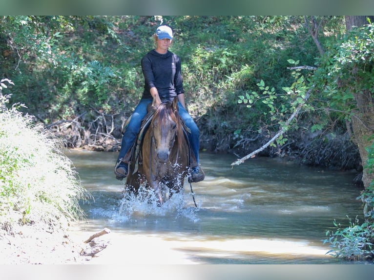 Quarter horse américain Hongre 8 Ans 155 cm Buckskin in Athens