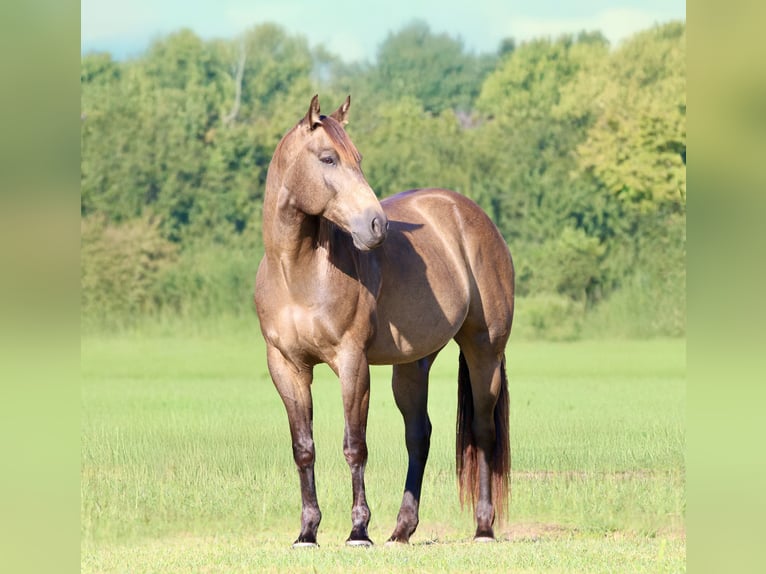 Quarter horse américain Hongre 8 Ans 155 cm Buckskin in Athens