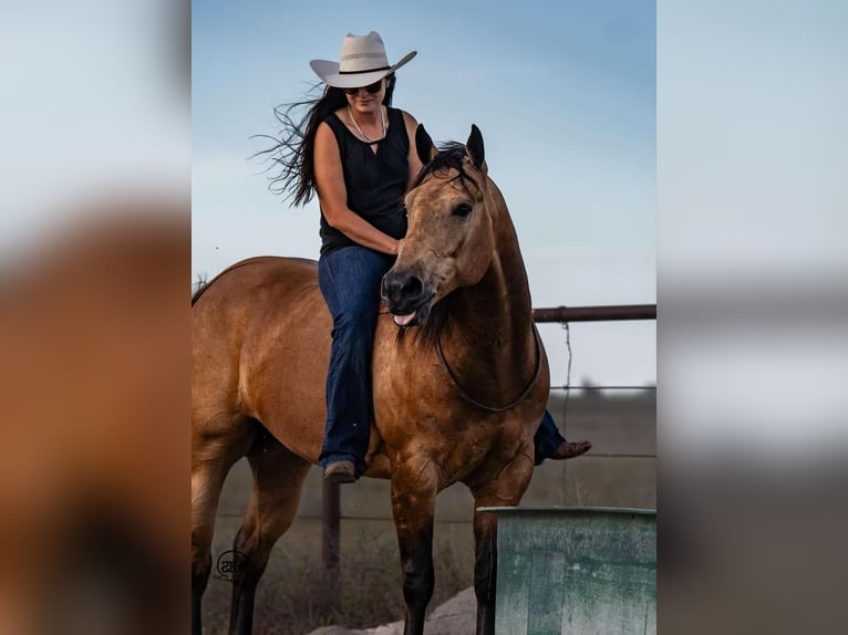 Quarter horse américain Hongre 8 Ans 155 cm Buckskin in Canyon, TX