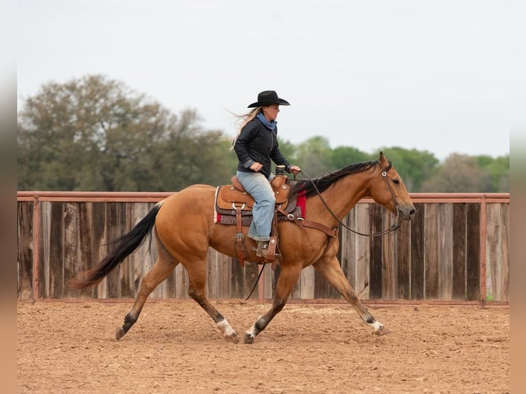 Quarter horse américain Hongre 8 Ans 155 cm Buckskin in Weatherford, TX