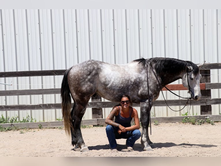 Quarter horse américain Hongre 8 Ans 155 cm Gris pommelé in Pleasant Grove CA