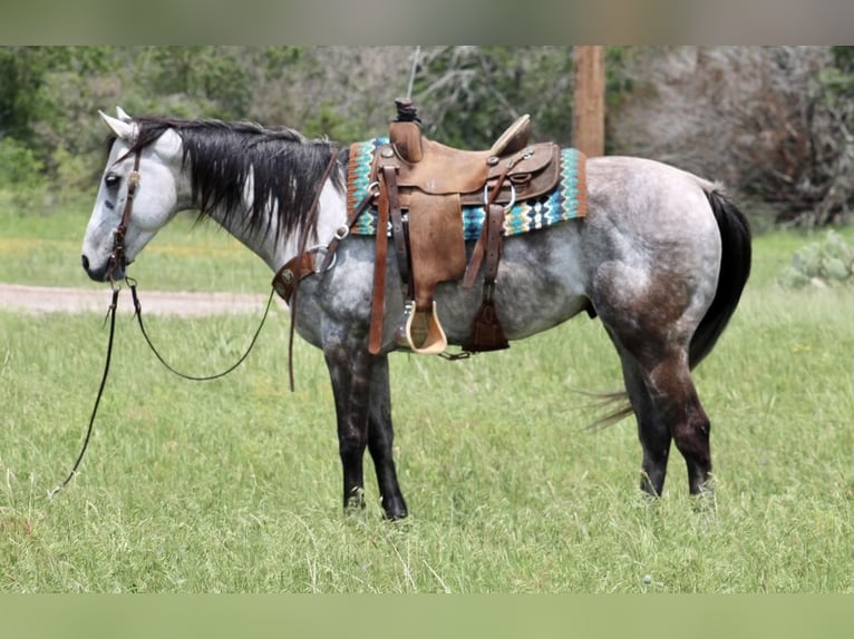Quarter horse américain Hongre 8 Ans 155 cm Gris pommelé in Stephenville TX