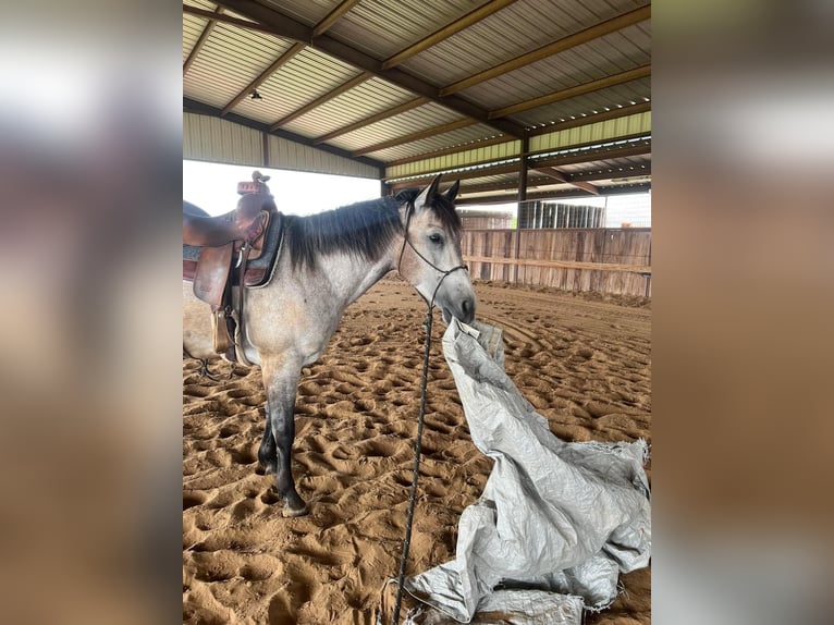 Quarter horse américain Hongre 8 Ans 155 cm Gris pommelé in Ravenna TX